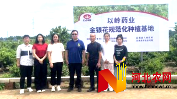 中药材产业经济岗专家调研巨鹿金银花产业影响因素