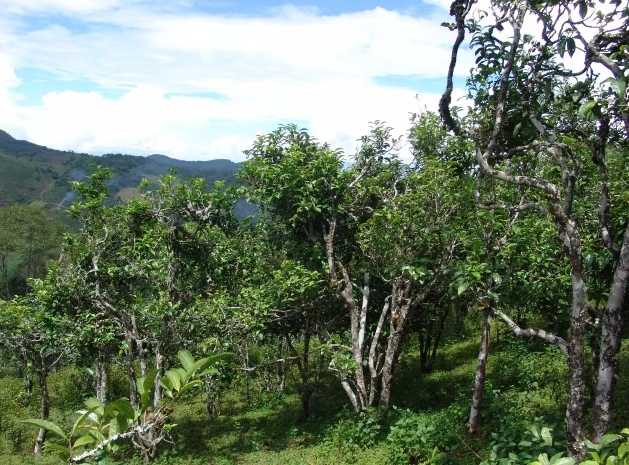 坝气山——茶叶飘香的小山村